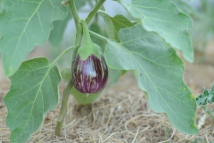 aubergine-Udmalbet