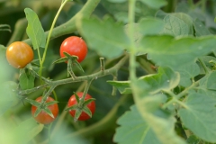 tomate-Barbaniaka
