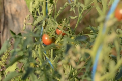 tomate-Cerise-Noire