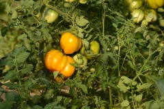 tomate-Jaune-a-farcir