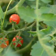 tomate Barbaniaka