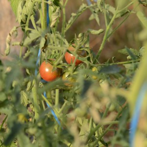 tomate Cerise Noire