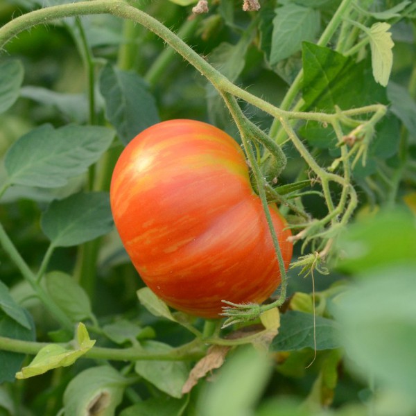 tomate Copia