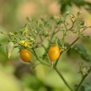 tomate Zluta Kytis